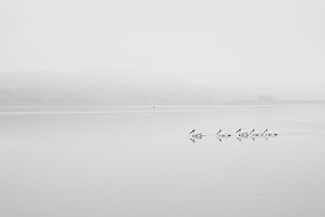 Follow The Leader Follow The Leader