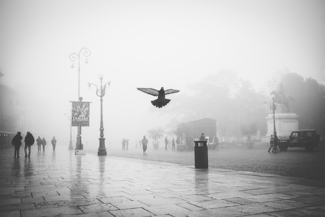 Nebbia Veronese