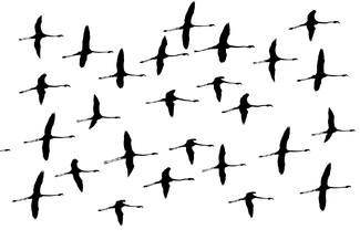 Flamants Roses Flamants Roses