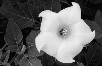 Sacred Datura or Devil's Trumpet? Sacred Datura or Devil's Trumpet?