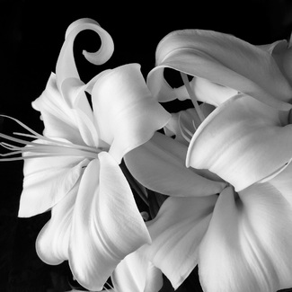 Fibonacci Curl: Lilies