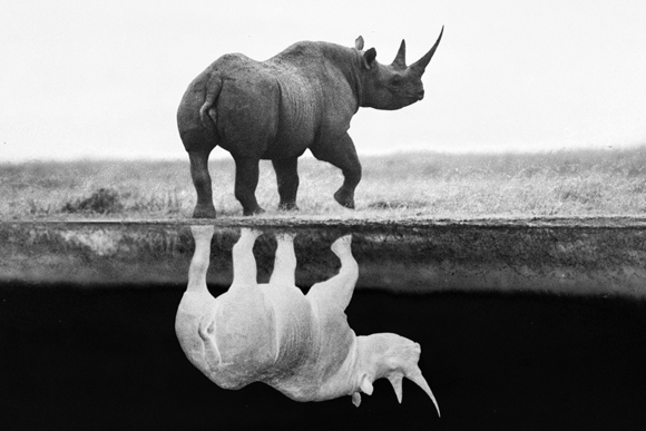 Rhino Extinct