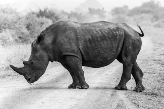 Rhino At The Crossroads Rhino At The Crossroads
