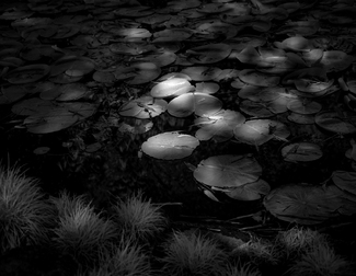 Water Lilies Water Lilies