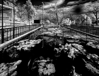 Water Lilies #1, San Angelo, TX - 2015.jpg Water Lilies #1, San Angelo, TX - 2015.jpg