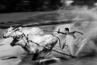 Pacu Jawi Bull Race Pacu Jawi Bull Race