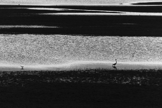 Two Birds Two Birds