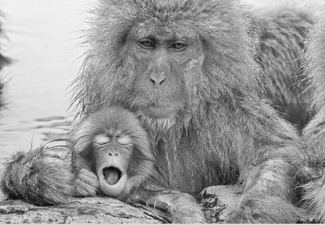 Mother and Baby Monkey Mother and Baby Monkey