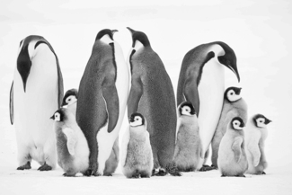 Emperor Penguins in Conference