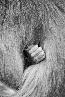 Baby Monkey Hand and Mom Baby Monkey Hand and Mom