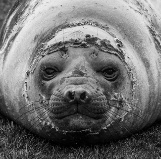 Elephant Seal (2) Elephant Seal (2)