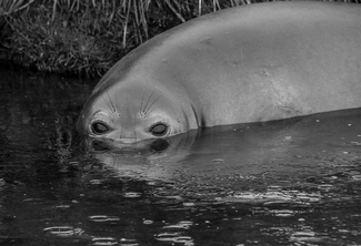 Elephant Seal (1) Elephant Seal (1)