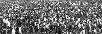 King Penguin Gathering