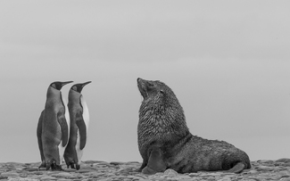 FurSealAndKIngPenguinFaceOff FurSealAndKIngPenguinFaceOff