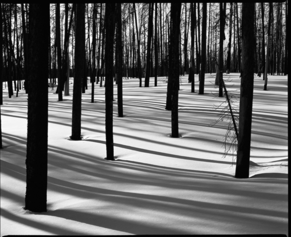 Trees and Shadows