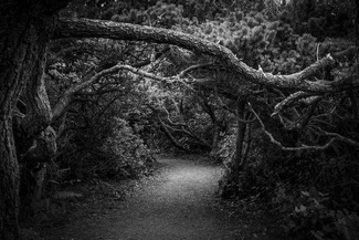 Mysterious Path Mysterious Path