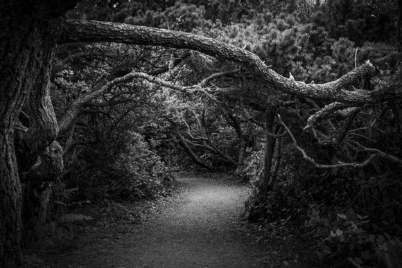 Mysterious Path