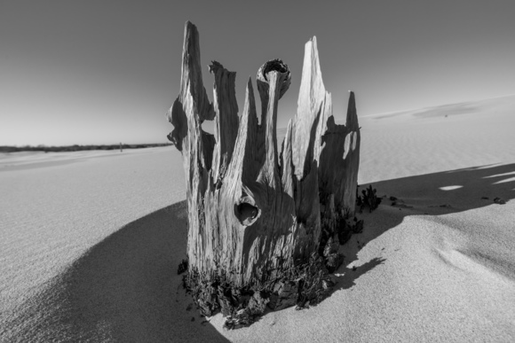Tree stump with dunes