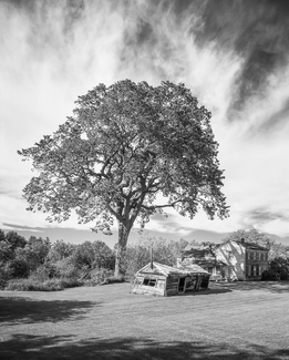 Elm Tree Maine Elm Tree Maine