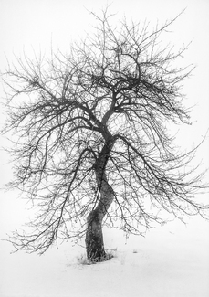 Apple Tree Naked Dance Apple Tree Naked Dance