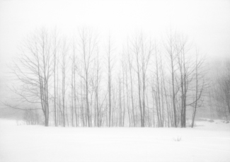 Poplar Trees Winter Fog