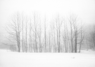Poplar Trees Winter Fog Poplar Trees Winter Fog