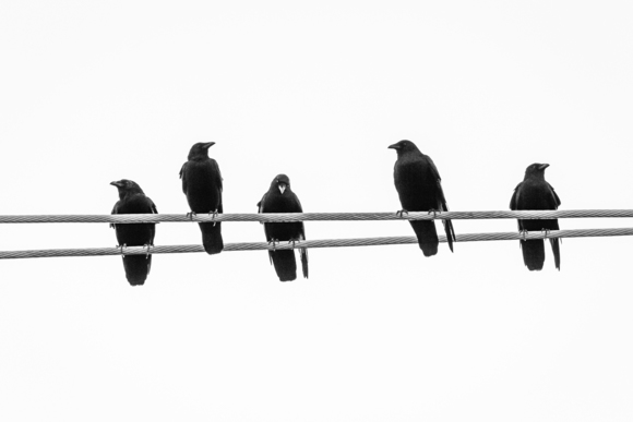 Contemplative crows