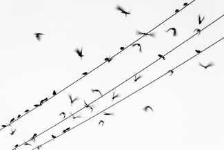 Murder of crows Murder of crows