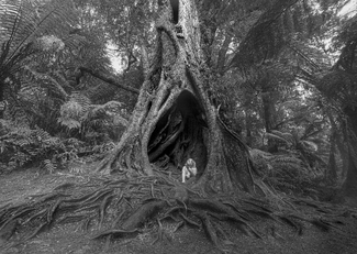 The BirthingTree The BirthingTree