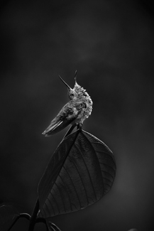 Brown Violetear Brown Violetear