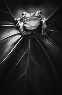 Executionerfrog 2 Executionerfrog 2