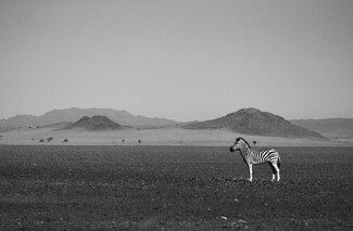 Zebra Crossing  Zebra Crossing