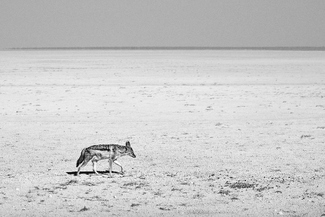 Tough in the Pan Tough in the Pan