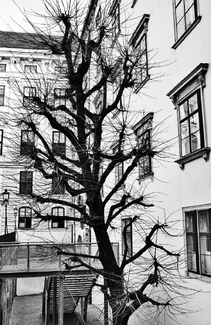 Seccessionist Tree Seccessionist Tree