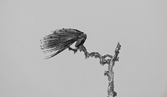 Preening Peacock Preening Peacock