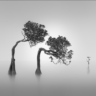 Dancing Mangroves Dancing Mangroves