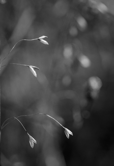 Dry Flowers Dry Flowers