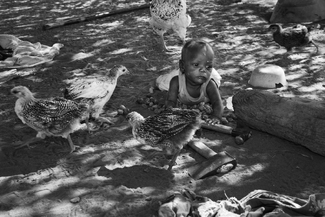 Small Chickens Small Chickens
