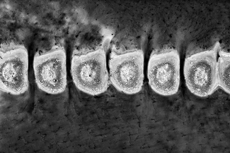 Hutt Lagoon 83 Hutt Lagoon 83