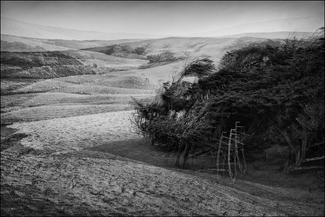 Marching Trees Marching Trees