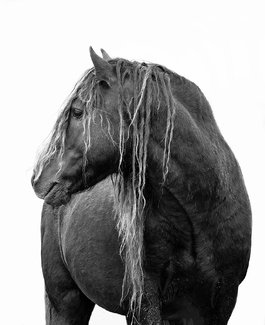 Black Sable Island Stallion Turns Black Sable Island Stallion Turns