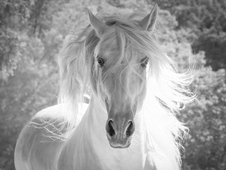 The White Stallion's Mane The White Stallion's Mane