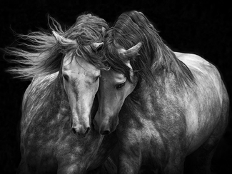Two Andalusian Stallions Two Andalusian Stallions