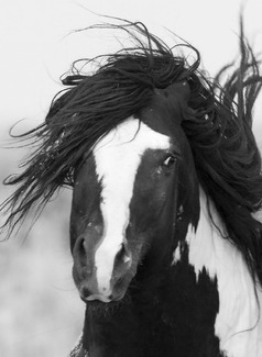 Angry Stallion Runs Angry Stallion Runs