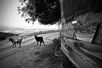 Woman and Goats Woman and Goats