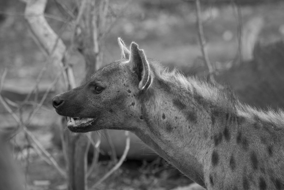 Hyena Profile