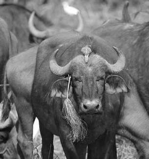 Buffalo, Bird & Bush Buffalo, Bird & Bush