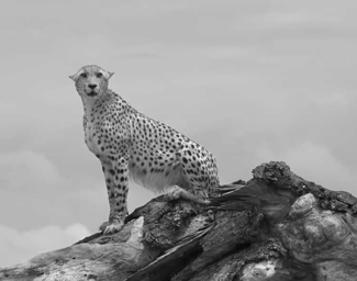 Cheetah On The Runway
