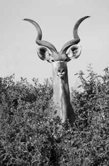 Kudu in the treetop