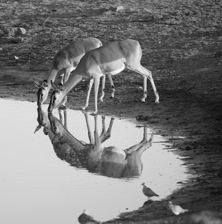 Impala Reflection Impala Reflection